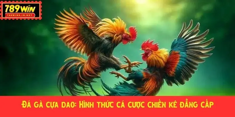 Đá gà cựa dao