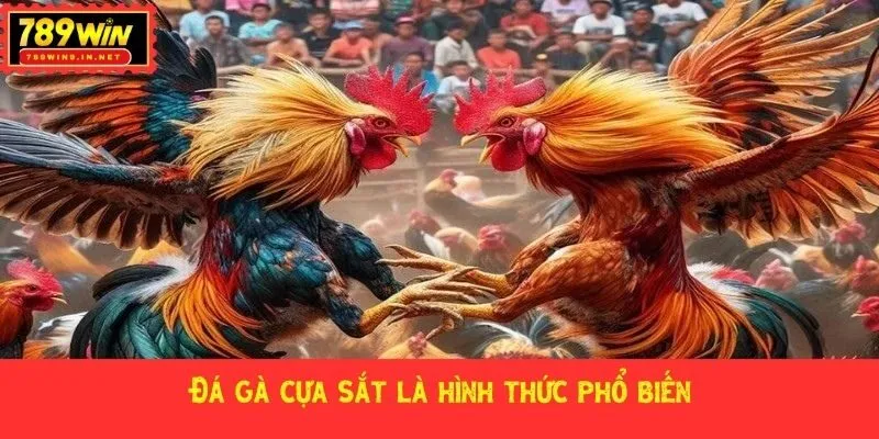 Đá gà cựa sắt là hình thức phổ biến