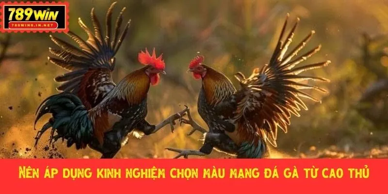 Nên áp dụng kinh nghiệm chọn màu mạng đá gà từ cao thủ